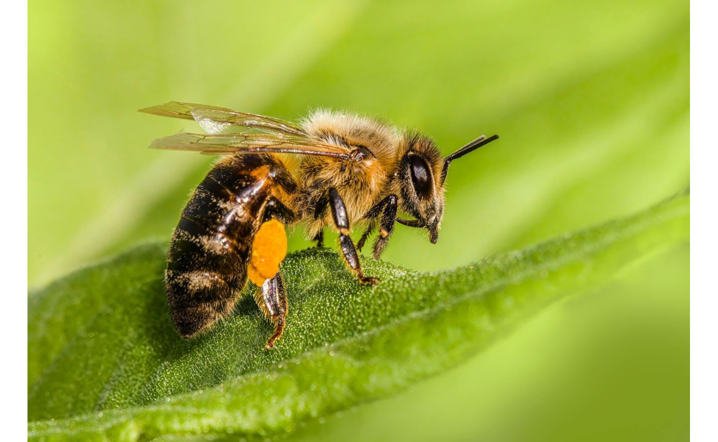Včely: Tí najlepší záhradníci pod slnkom! 